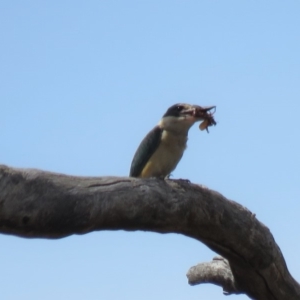 Todiramphus sanctus at Tennent, ACT - 27 Nov 2018