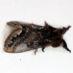 Euproctis marginalis (Margined Browntail Moth) at O'Connor, ACT - 29 Nov 2018 by ibaird