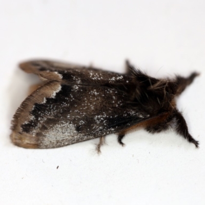 Euproctis marginalis (Margined Browntail Moth) at O'Connor, ACT - 29 Nov 2018 by ibaird