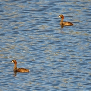 Tachybaptus novaehollandiae at Hume, ACT - 1 Dec 2018