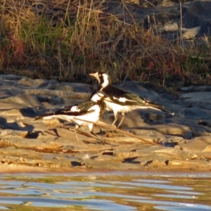 Grallina cyanoleuca at Hume, ACT - 1 Dec 2018