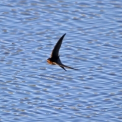 Hirundo neoxena (Welcome Swallow) at Hume, ACT - 1 Dec 2018 by RodDeb