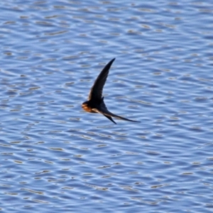 Hirundo neoxena at Hume, ACT - 1 Dec 2018