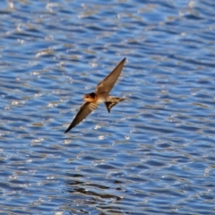 Hirundo neoxena at Hume, ACT - 1 Dec 2018