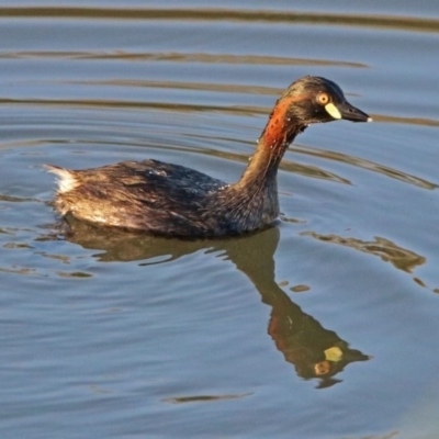 Tachybaptus novaehollandiae (Australasian Grebe) at Hume, ACT - 1 Dec 2018 by RodDeb