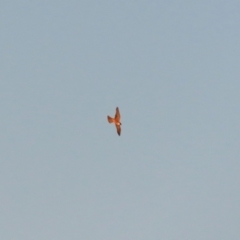 Falco longipennis (Australian Hobby) at Hume, ACT - 1 Dec 2018 by RodDeb