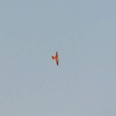 Falco longipennis (Australian Hobby) at Hume, ACT - 1 Dec 2018 by RodDeb
