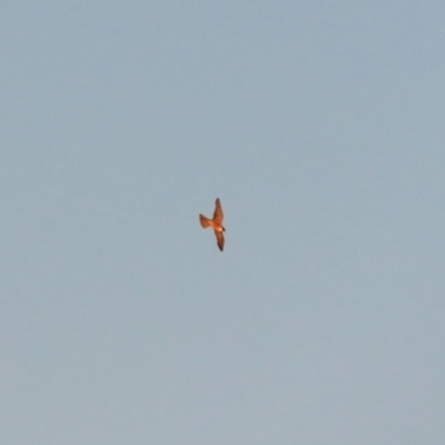 Falco longipennis (Australian Hobby) at Hume, ACT - 1 Dec 2018 by RodDeb