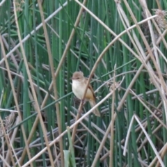 Acrocephalus australis (Australian Reed-Warbler) at Hume, ACT - 1 Dec 2018 by RodDeb