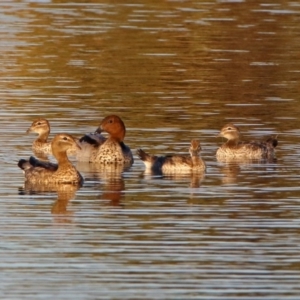 Chenonetta jubata at Hume, ACT - 1 Dec 2018 07:28 PM