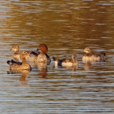 Chenonetta jubata (Australian Wood Duck) at Hume, ACT - 1 Dec 2018 by RodDeb