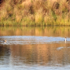 Microcarbo melanoleucos at Hume, ACT - 1 Dec 2018