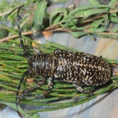 Rhytiphora collaris (Longhorn beetle) at Wyanbene, NSW - 30 Nov 2018 by Harrisi