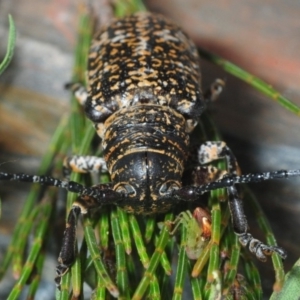 Rhytiphora albocincta at Wyanbene, NSW - 30 Nov 2018