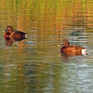 Aythya australis at Hume, ACT - 1 Dec 2018 07:30 PM