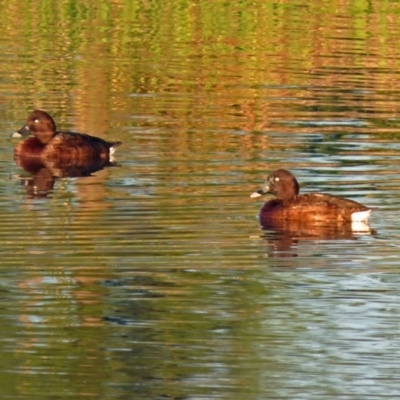 Aythya australis (Hardhead) at Hume, ACT - 1 Dec 2018 by RodDeb