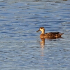 Anas superciliosa (Pacific Black Duck) at Hume, ACT - 1 Dec 2018 by RodDeb