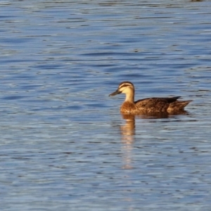 Anas superciliosa at Hume, ACT - 1 Dec 2018 07:28 PM