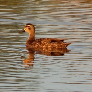 Anas superciliosa at Hume, ACT - 1 Dec 2018 07:28 PM