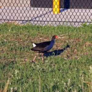 Porphyrio melanotus at Hume, ACT - 1 Dec 2018 07:33 PM