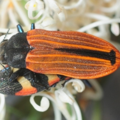 Castiarina erythroptera (Lycid Mimic Jewel Beetle) at QPRC LGA - 30 Nov 2018 by Harrisi