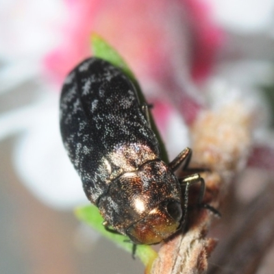 Diphucrania sp. (genus) (Jewel Beetle) at Sth Tablelands Ecosystem Park - 1 Dec 2018 by Harrisi