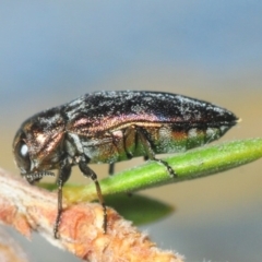 Diphucrania sp. (genus) at Molonglo Valley, ACT - 1 Dec 2018 07:50 PM