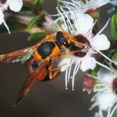 Anterhynchium nigrocinctum (A potter wasp) at Molonglo Valley, ACT - 1 Dec 2018 by Harrisi