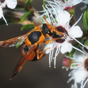 Eumeninae (subfamily) at Molonglo Valley, ACT - 1 Dec 2018 05:03 PM