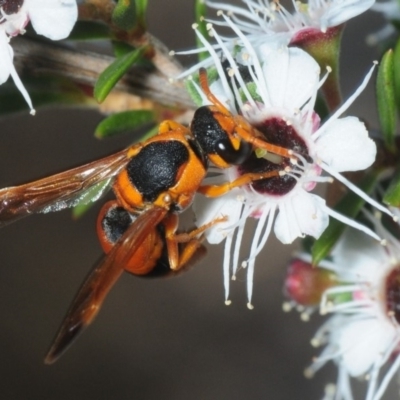 Eumeninae (subfamily) (Unidentified Potter wasp) at Molonglo Valley, ACT - 1 Dec 2018 by Harrisi