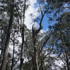 Native tree with hollow(s) (Native tree with hollow(s)) at Benandarah State Forest - 25 Nov 2018 by nickhopkins