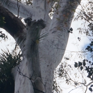 Native tree with hollow(s) at Benandarah, NSW - 25 Nov 2018 01:00 PM