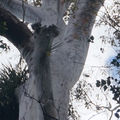 Native tree with hollow(s) (Native tree with hollow(s)) at Benandarah State Forest - 25 Nov 2018 by nickhopkins