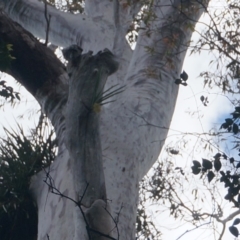Native tree with hollow(s) (Native tree with hollow(s)) at Benandarah State Forest - 25 Nov 2018 by nickhopkins