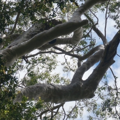 Native tree with hollow(s) (Native tree with hollow(s)) at Benandarah State Forest - 25 Nov 2018 by nickhopkins