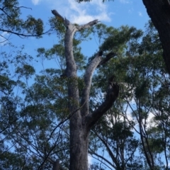 Native tree with hollow(s) (Native tree with hollow(s)) at Benandarah State Forest - 25 Nov 2018 by nickhopkins