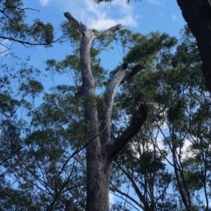 Native tree with hollow(s) at Benandarah, NSW - 25 Nov 2018 03:36 PM