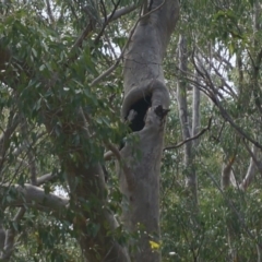 Native tree with hollow(s) (Native tree with hollow(s)) at Benandarah, NSW - 25 Nov 2018 by nickhopkins