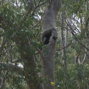 Native tree with hollow(s) at Benandarah, NSW - 25 Nov 2018