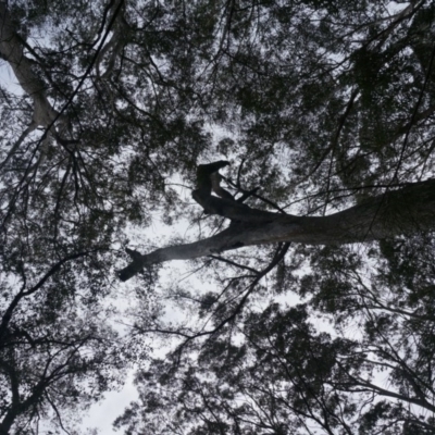 Native tree with hollow(s) (Native tree with hollow(s)) at Benandarah, NSW - 25 Nov 2018 by nickhopkins