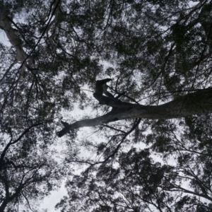 Native tree with hollow(s) at Benandarah, NSW - 26 Nov 2018
