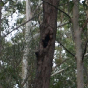Native tree with hollow(s) at Benandarah, NSW - 25 Nov 2018 04:41 PM