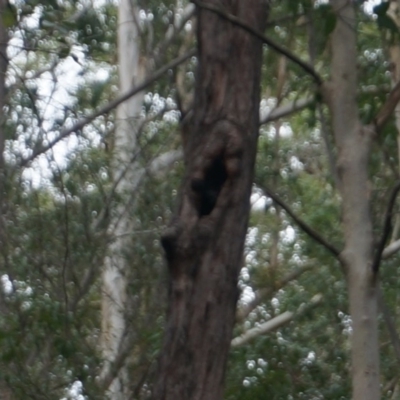 Native tree with hollow(s) (Native tree with hollow(s)) at Benandarah State Forest - 25 Nov 2018 by nickhopkins