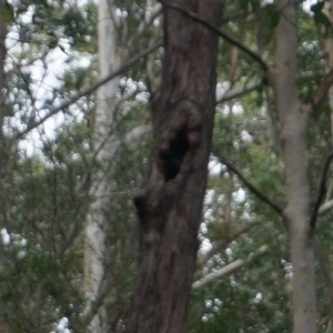 Native tree with hollow(s) at Benandarah, NSW - 25 Nov 2018