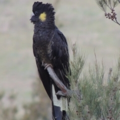 Zanda funerea (Yellow-tailed Black-Cockatoo) at Pine Island to Point Hut - 26 Nov 2018 by michaelb
