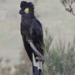 Zanda funerea (Yellow-tailed Black-Cockatoo) at Tuggeranong DC, ACT - 27 Nov 2018 by MichaelBedingfield