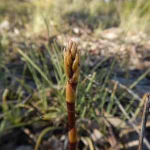 Dipodium roseum at Cook, ACT - 1 Dec 2018