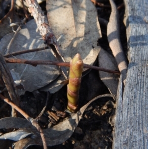 Dipodium roseum at Cook, ACT - 1 Dec 2018