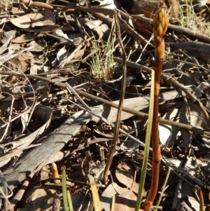 Dipodium roseum at Cook, ACT - 1 Dec 2018