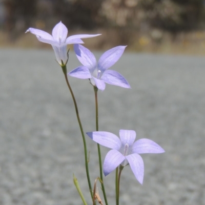 Wahlenbergia capillaris (Tufted Bluebell) at Gordon, ACT - 29 Nov 2018 by MichaelBedingfield